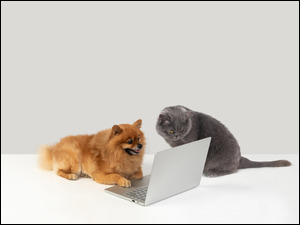 Pies i kot z komputerem