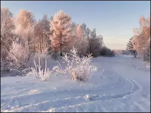 Droga w śniegu obok drzew