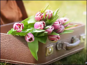 Bukiet tulipanów w walizce na trawie