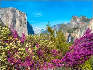 Góry, Park Narodowy Yosemite, Krzewy, Stany Zjednoczone, Drzewa, Stan Kalifornia