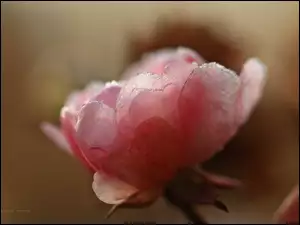 Róża opruszona szronem