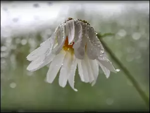 Deszcz, Margerytka