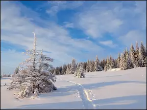 Chmury nad zimowym lasem