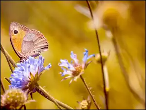 Kwiaty, Motyl, Strzępotek ruczajnik