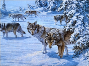 Stado wilków