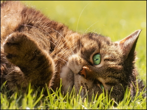 Leżący bury kot w trawie