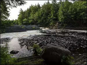 Leśna rzeka z kamieniami