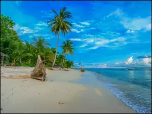 Palmy na nadmorskiej letniej plaży