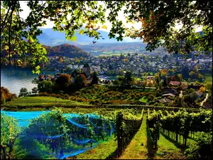 Miasto, Szwajcaria, Panorama, Winnica, Spiez