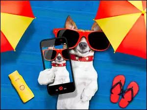 Jack russell terrier w okularach przeciwsłonecznych leży pod parasolami z telefonem w łapie