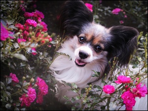Róże, Pies, Spaniel kontynentalny miniaturowy Papillon, Kwiaty