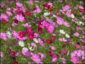Kolorowe kwiaty kosmei na łące