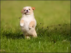 Mały szczeniaczek pozuje na trawie