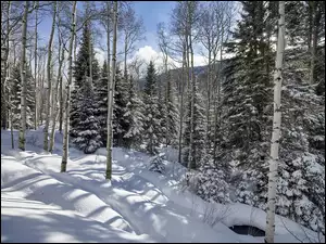 Śnieg w zimowym lesie