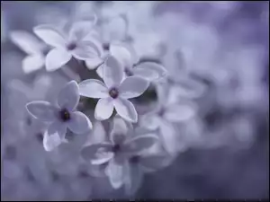 Krzew fioletowego bzu