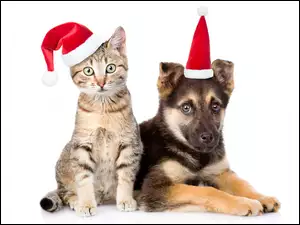 Pies i kot w czapeczkach świątecznych