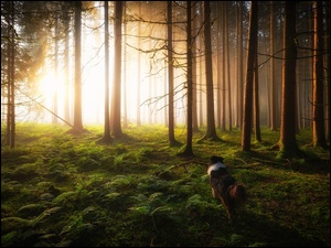 Pies zapatrzony w rozświetlony las