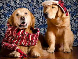 Dwa psy rasy Golden retriever w szaliku i czapce