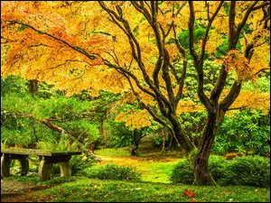 Klon japoński w Washington Park Arboretum UW Botanic Gardens