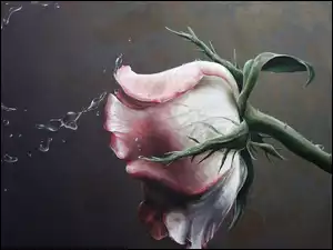 Woda, Róża