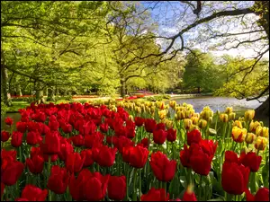 Tulipany, Park