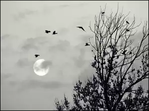 Ptaki, Księżyc, Drzewa
