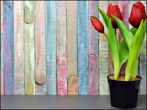 czerwone tulipany w doniczce
