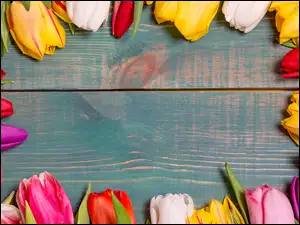 Pąki kolorowych tulipanów na deskach