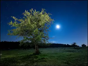 Gwiazdy, Łąka, Księżyc, Noc, Drzewo
