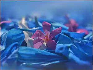Szczaw rĂłĹźowy, PĹatki, Kwiaty, RĂłĹźowe, Niebieskie