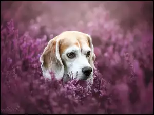 Beagle z wrzosami