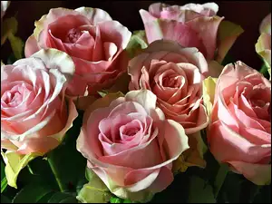 Biało różowe róże