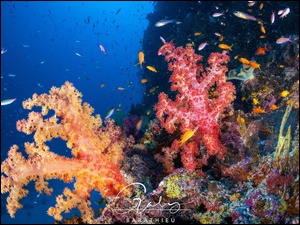 Ryby i koralowce w Oceanie Indyjskim