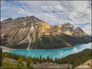 Kanada, Góry, Alberta, Lasy, Drzewa, Canadian Rockies, Jezioro, Park Narodowy Banff, Peyto Lake