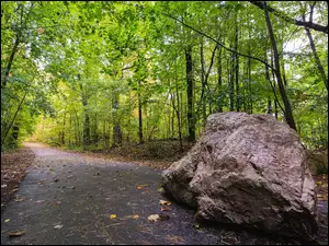 Kamień na leśnej drodze