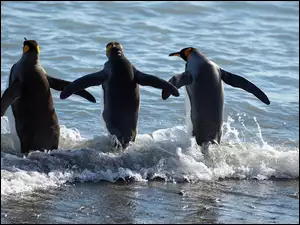 Morze, Trzy, Pingwiny