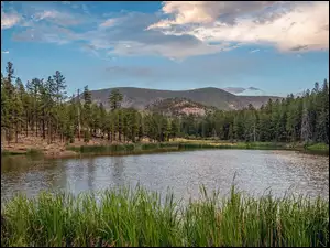 Jezioro, Hulsey Lake, Stany Zjednoczone, Góry, Arizona, Trawa, Drzewa