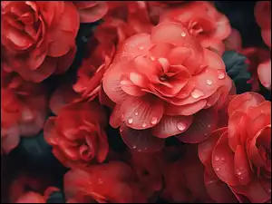 Czerwone rozkwitnięte begonie