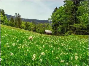 Pies kwiaty i szopa na ĹÄcepod lasem na wzgĂłrzu