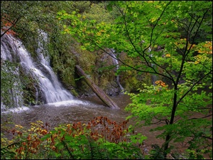 Park Narodowy Olympic, SkaĹy, Drzewa, Oregon, Wodospad, RoĹliny, Stany Zjednoczone, Beaver Creek Falls