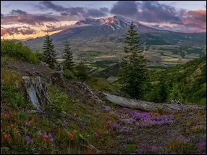 Drzewa, GĂłry Kaskadowe, ĹÄka, Stan Waszyngton, Stratowulkan, Kwiaty, Stany Zjednoczone, Mount St Helens
