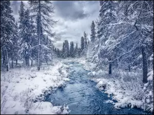 Oszronione drzewa po obu stronach rzeki zimą