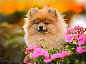 Pomeranian, Kwiaty, Szpic miniaturowy, Pies, Mordka