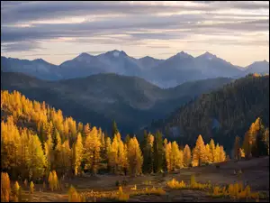 Jesienny las w tle wzgórza i góry
