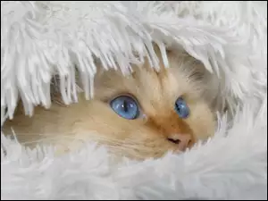 Niebieskooki kot leżący opatulony kocem