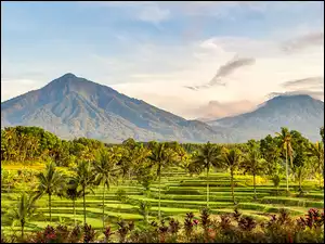 Plantacja ryżu u podnóża gór W Indonezji