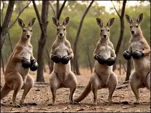 Cztery kangury w rękawicach bokserskich w 2D