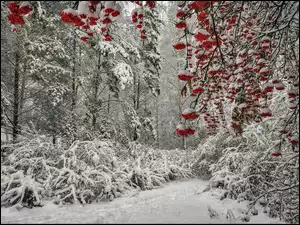 Drzewa, Las, Krzewy, Zima, Jarzębina, Śnieg