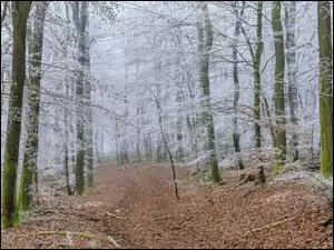 Las, Droga, Drzewa, Śnieg