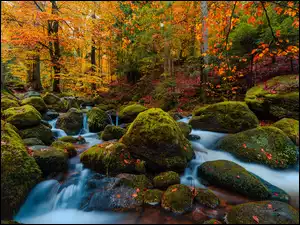 Wodospady i omszałe kamienie w kolorowym lesie
